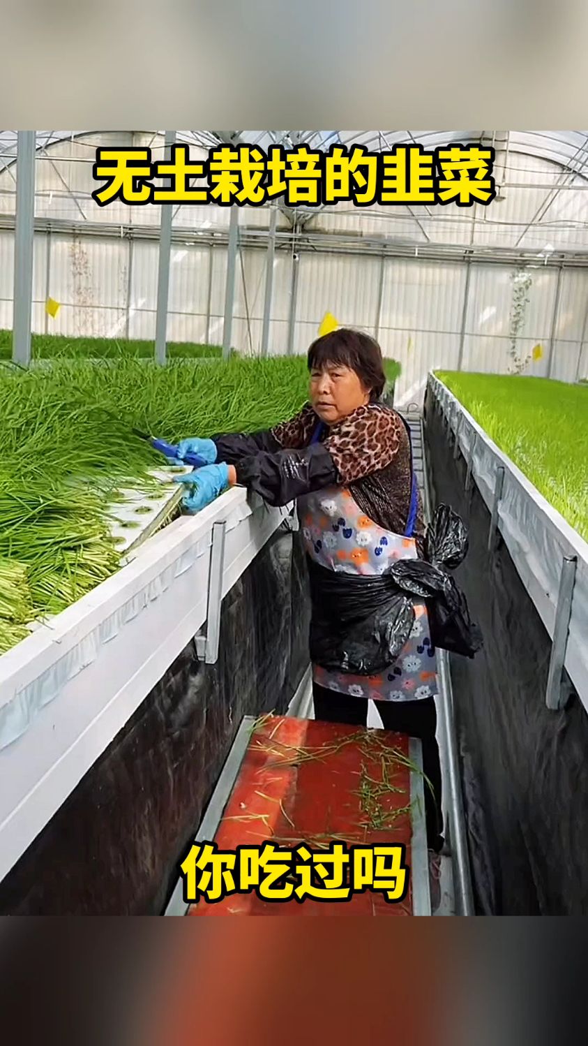 无土栽培的韭菜,你吃过吗?