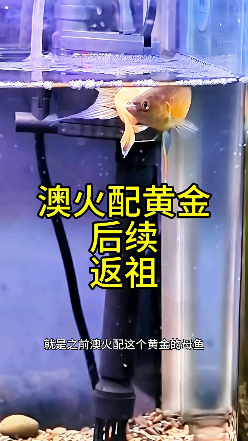 澳火配黄金改良杂交,后续来了 #澳火配黄金斗鱼 #中国斗鱼繁殖