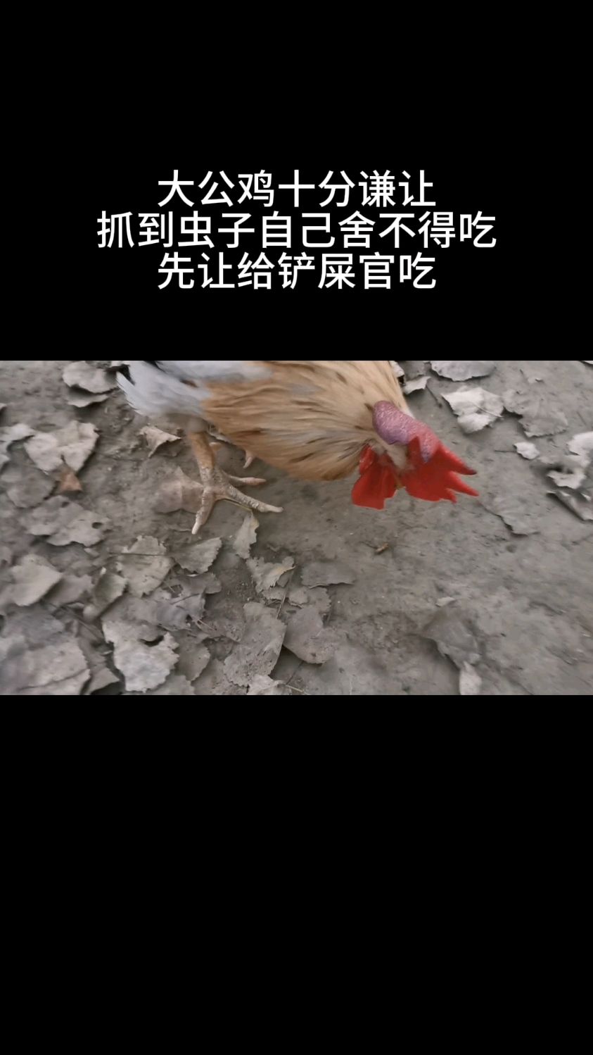 大公鸡抓虫给铲屎官吃
