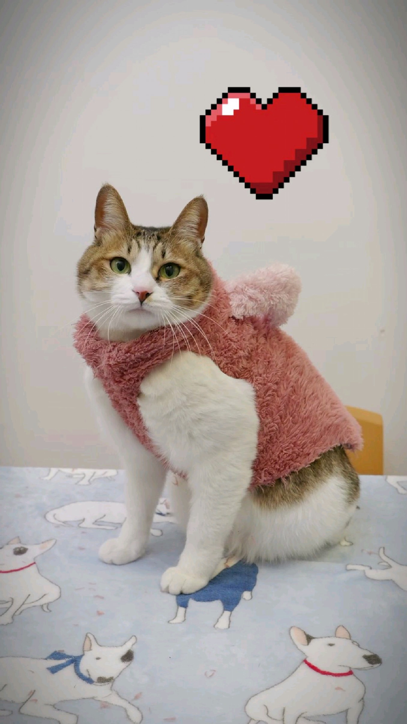 冬天到了,DIY给猫咪做一件衣服吧
