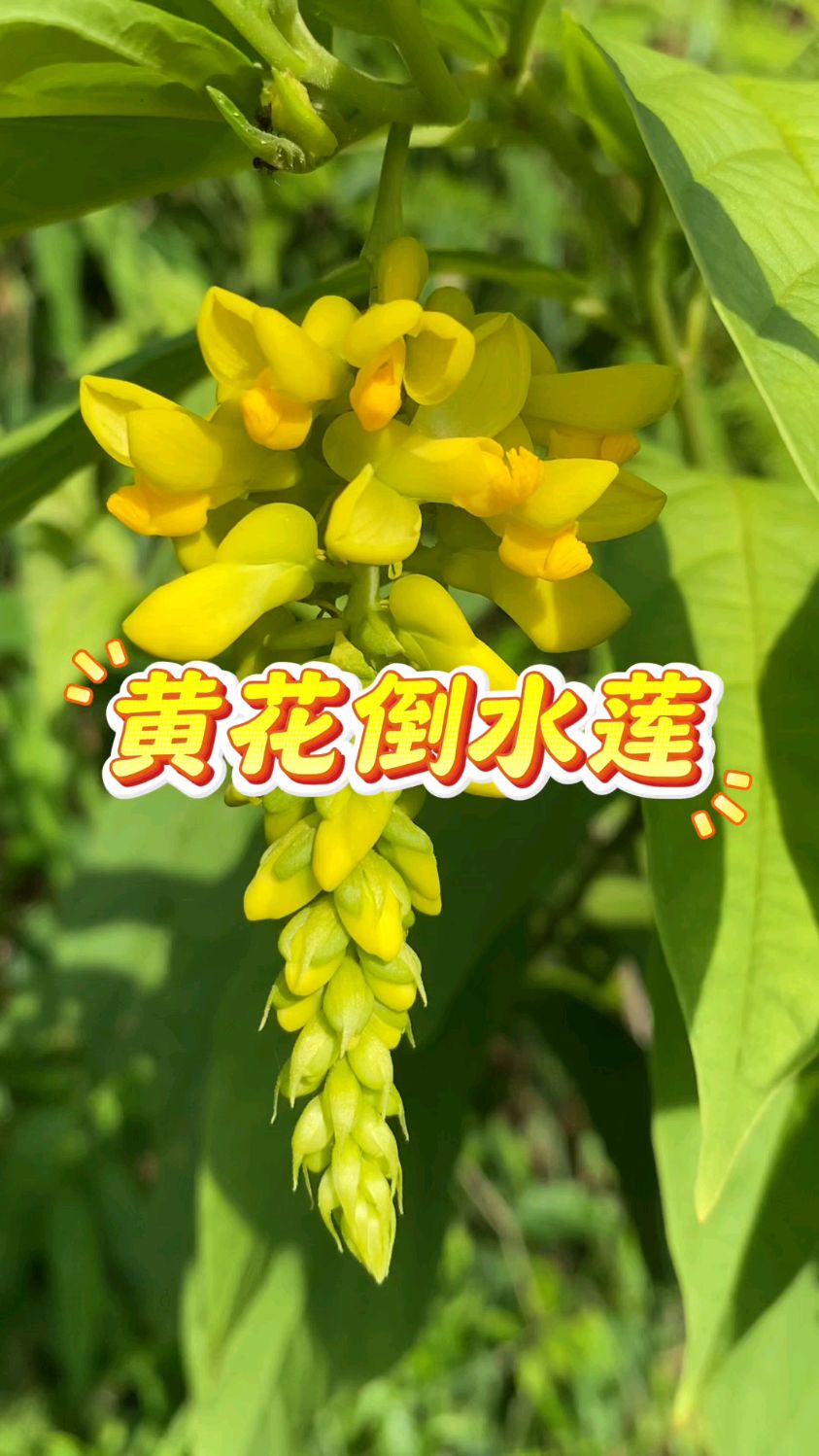 黄花倒水莲也叫黄花参,采收它的根部晒干保存,你知道它的用处吗