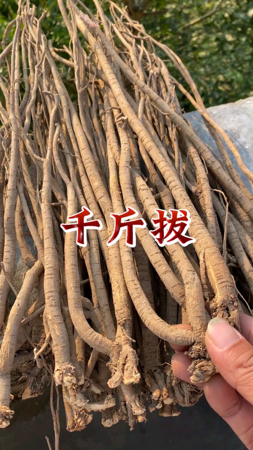 千斤拔也叫一条根,一般采收它的根部,晒干后用来煲汤煮水。
