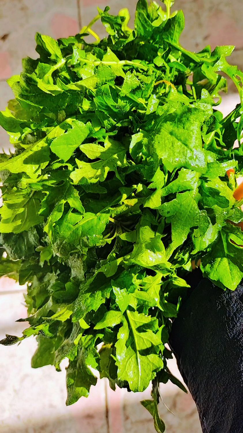 纯天然野生荠菜,小时候的味道