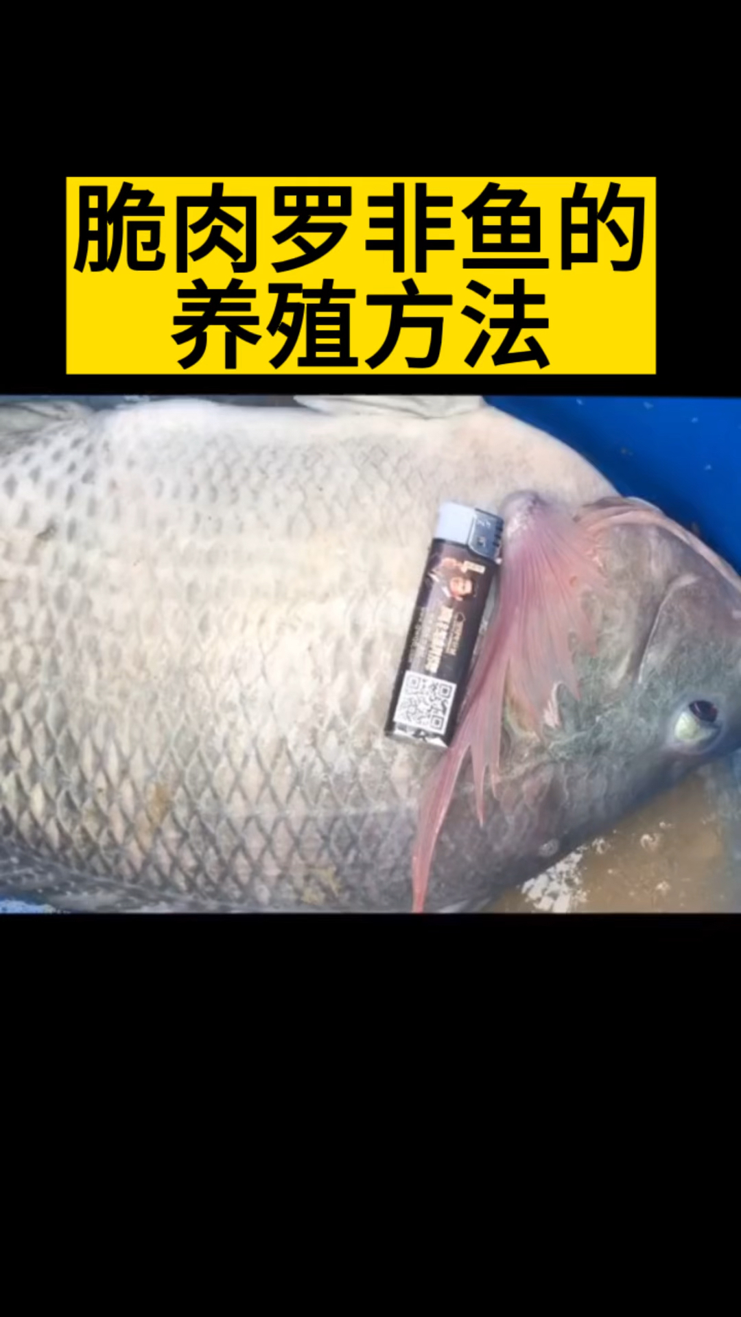 脆肉罗非鱼的养殖方法#水产养殖