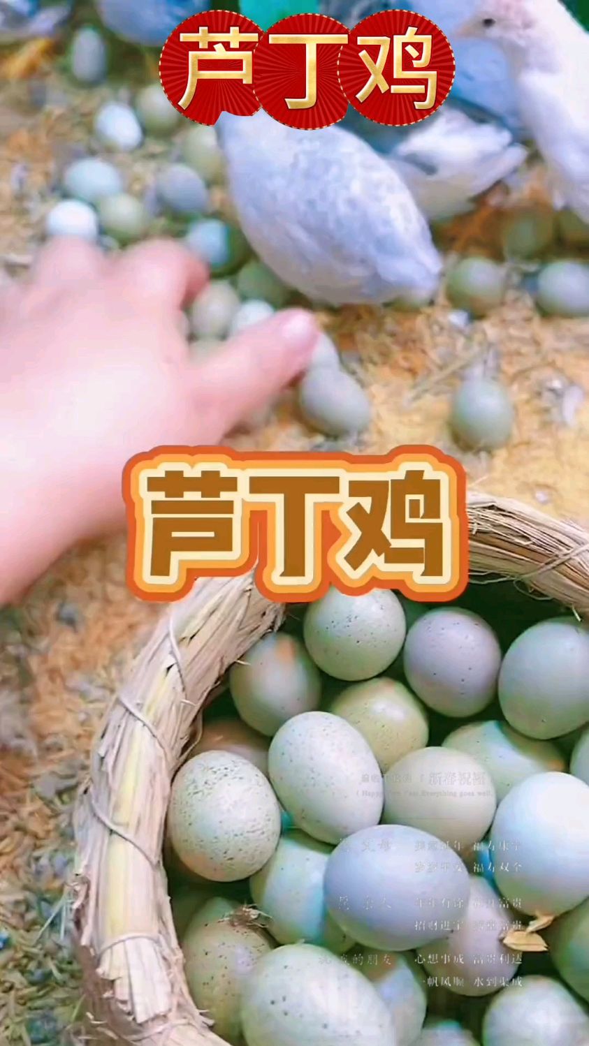 世界上最小的鸡--芦丁鸡