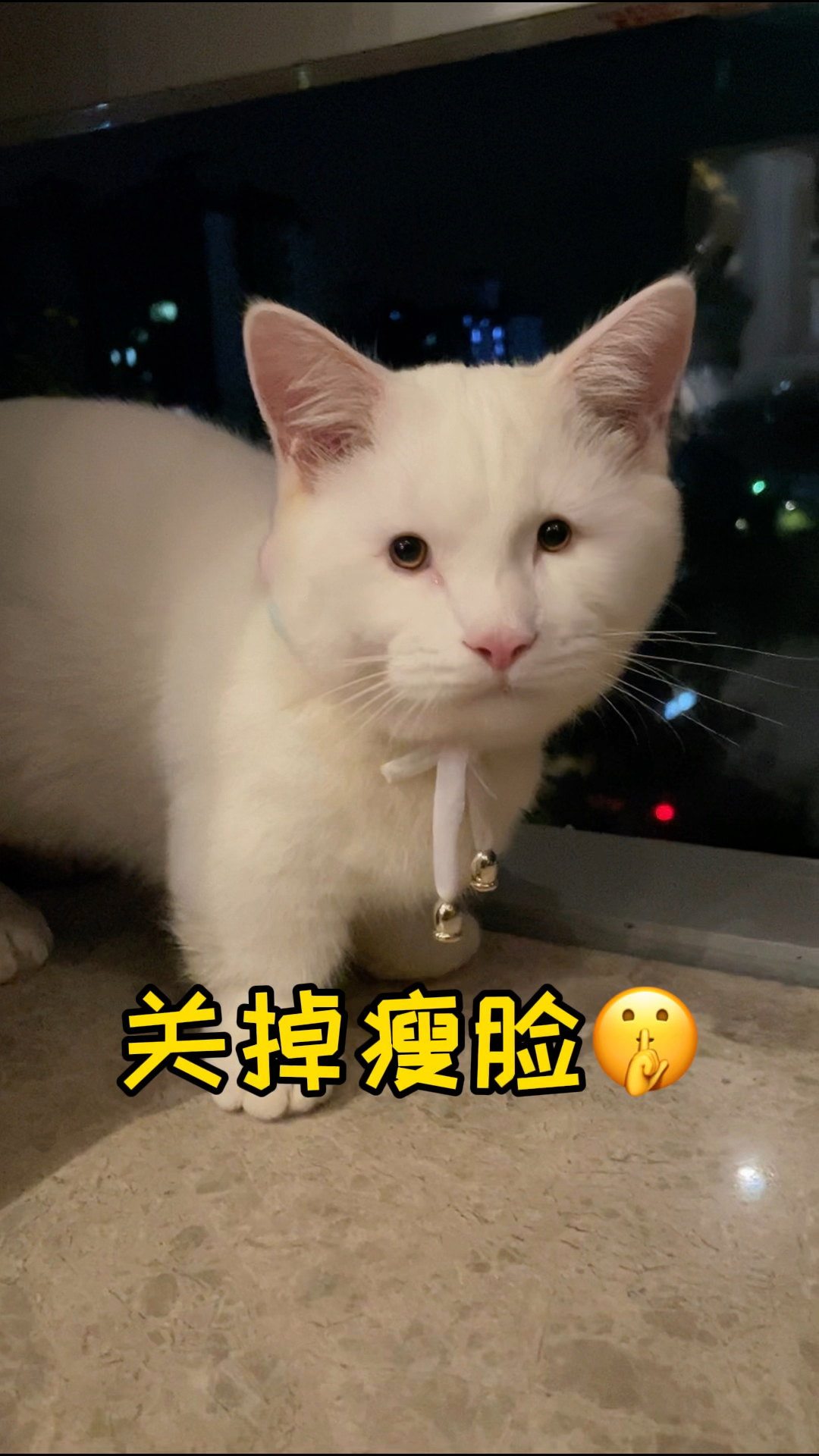 我家猫长得好像外星人