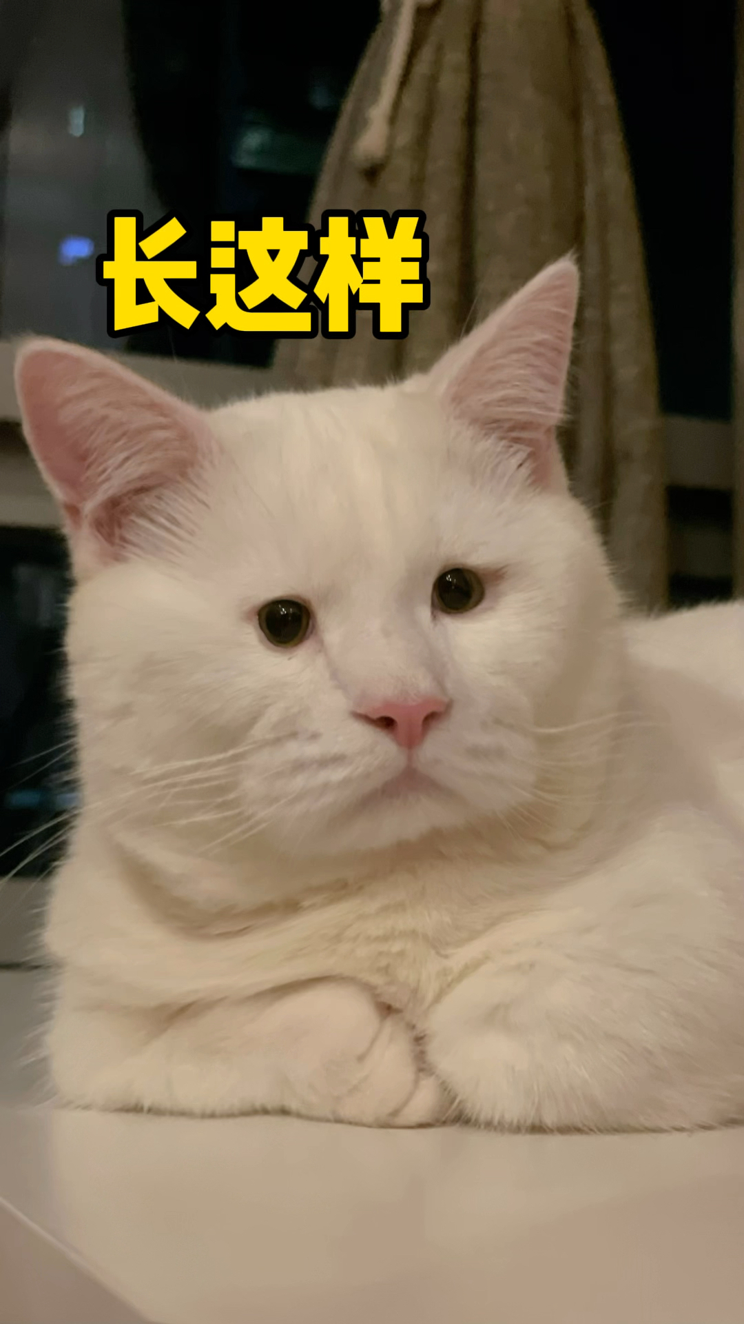 我家猫长得好像外星人啊