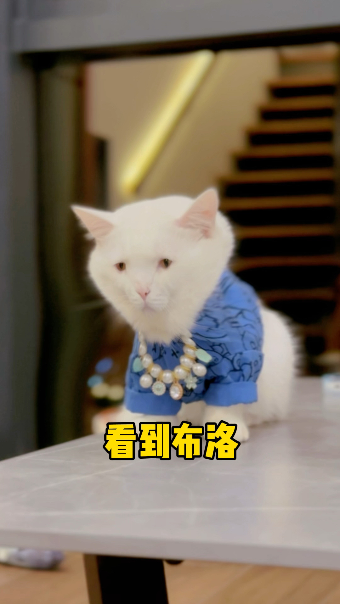我家猫长得好像外星人啊