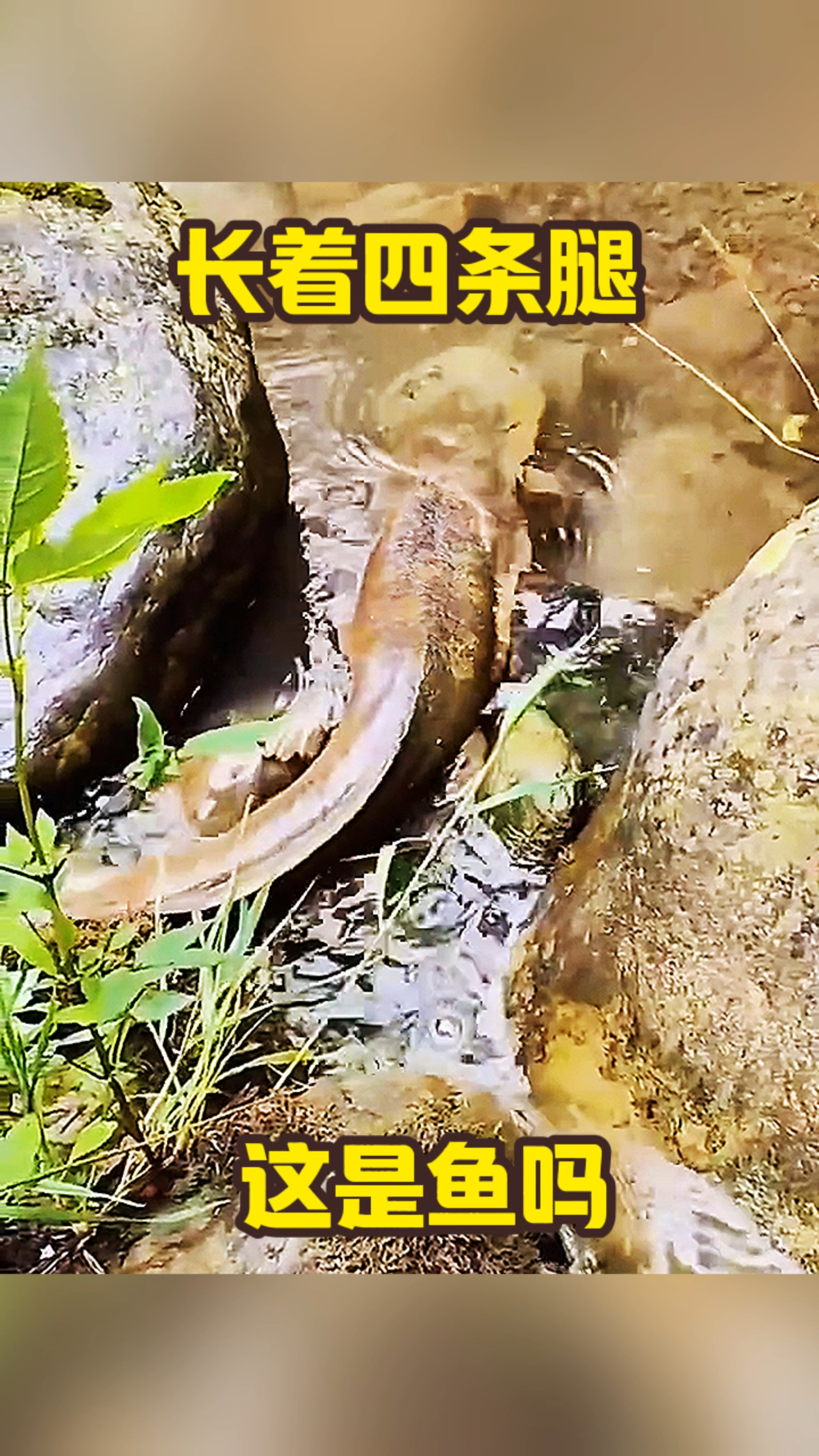 长着四条腿,这是鱼吗