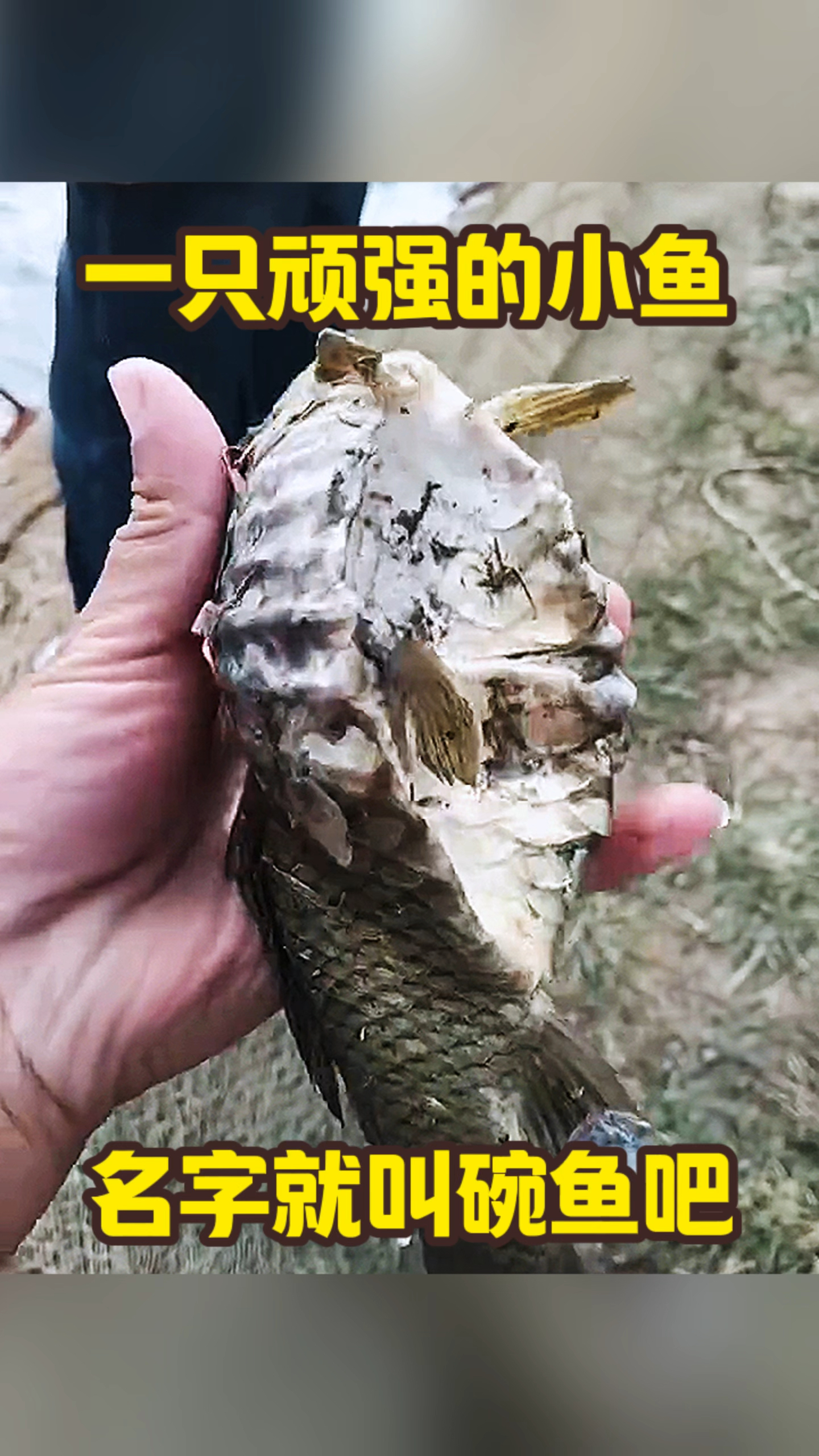 一只顽强的小鱼,名字就叫碗鱼吧
