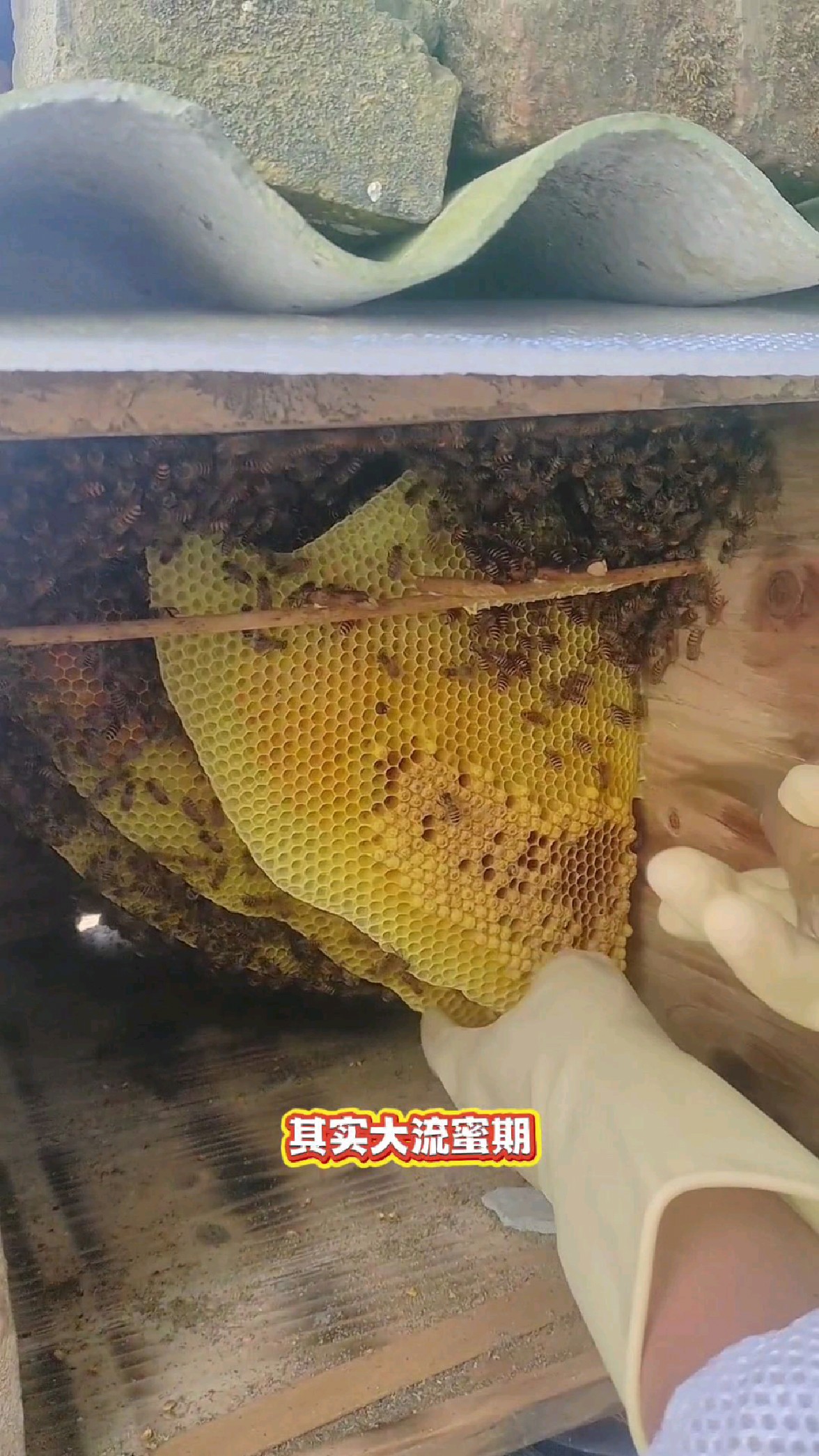 南方鸭脚木即将大流蜜 中蜂养殖 冬蜜 雄蜂