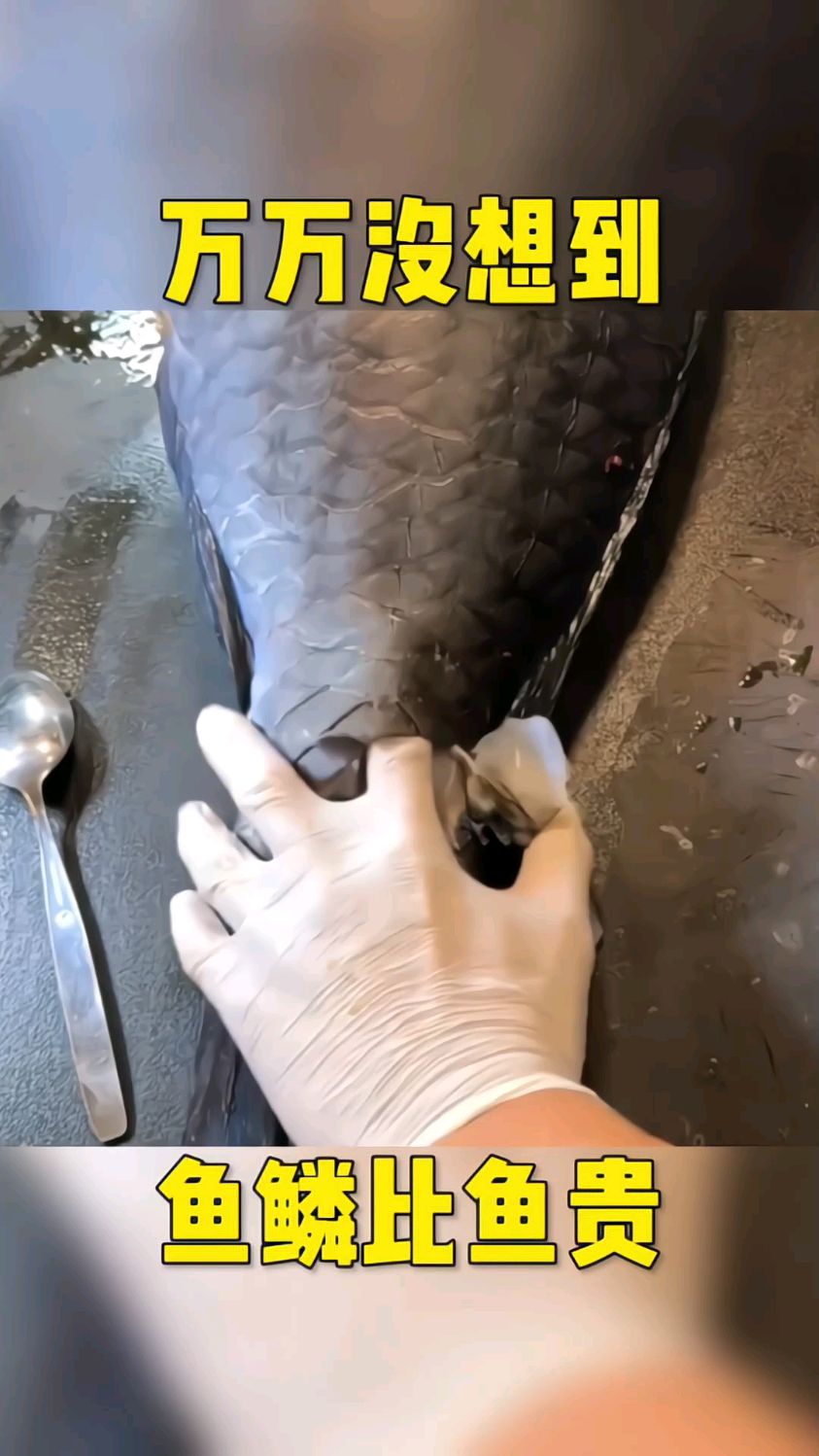 谁能想到这鱼鳞比鱼都贵。