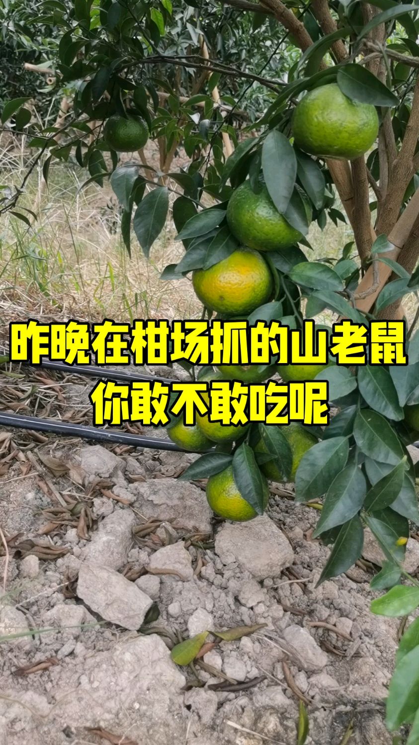 农村生活吃山老鼠