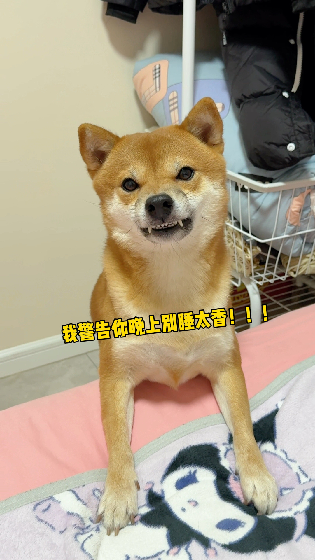 当半夜骗睡的正香的狗子起来吃红烧肉时!