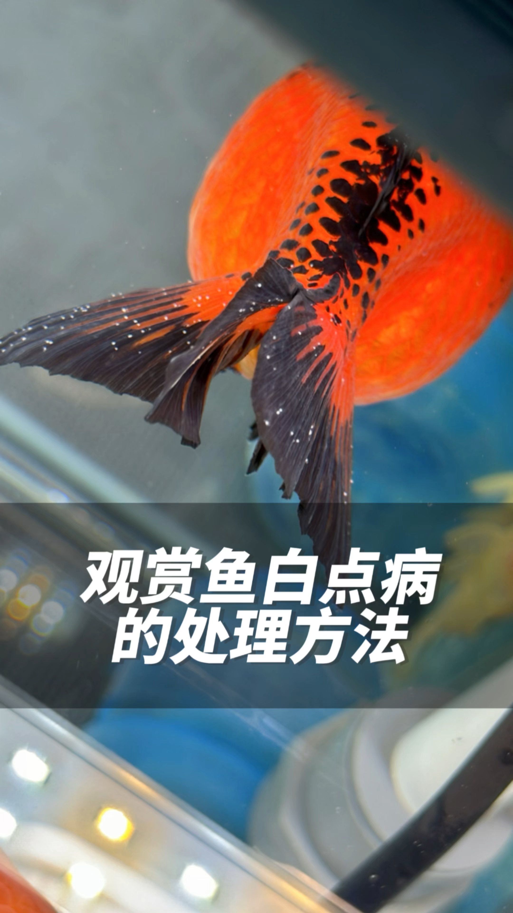 观赏鱼体表有白点是什么意思,金鱼有白点病怎么治疗