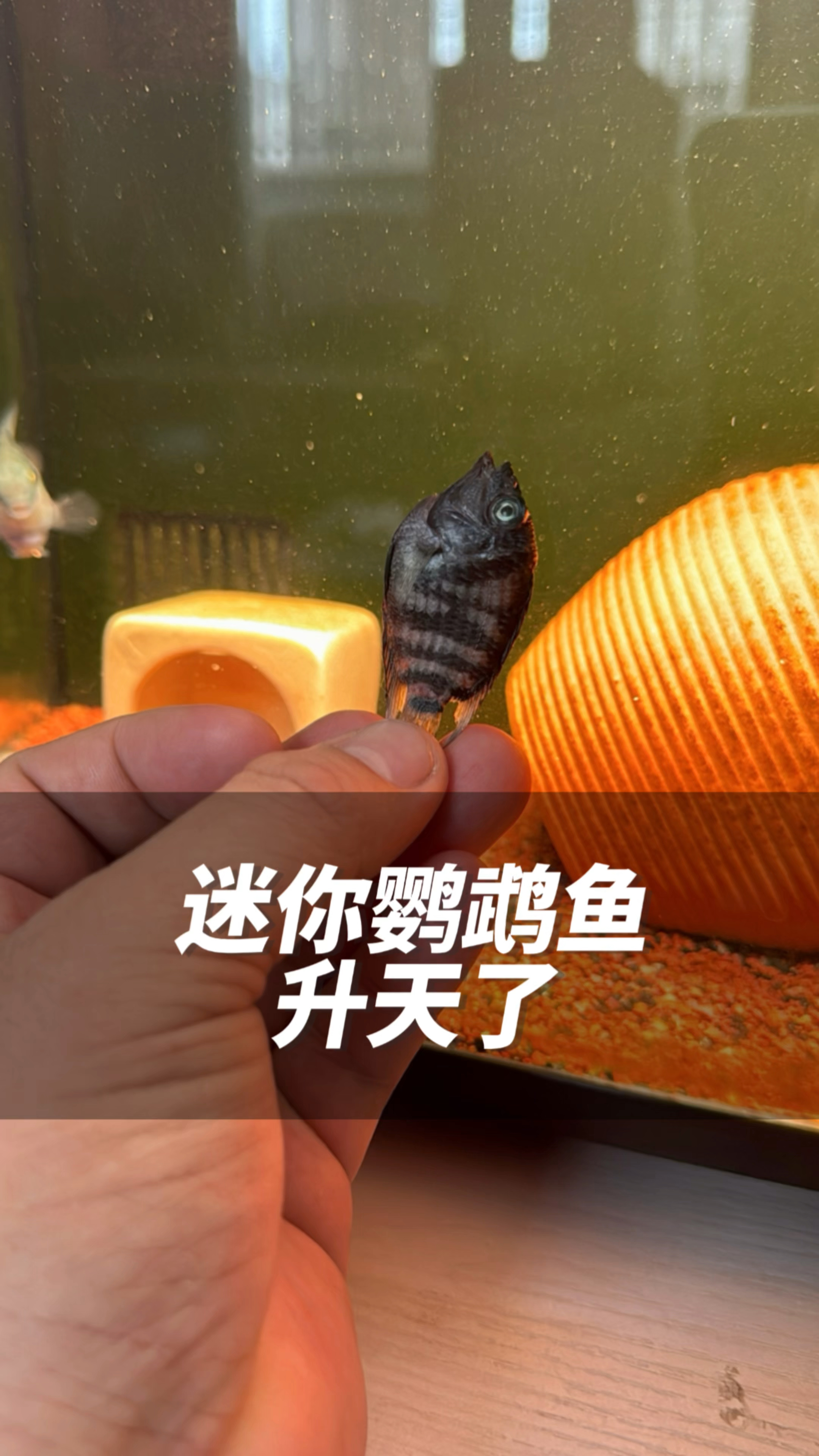 不是说迷你鹦鹉鱼有水就能活吗?