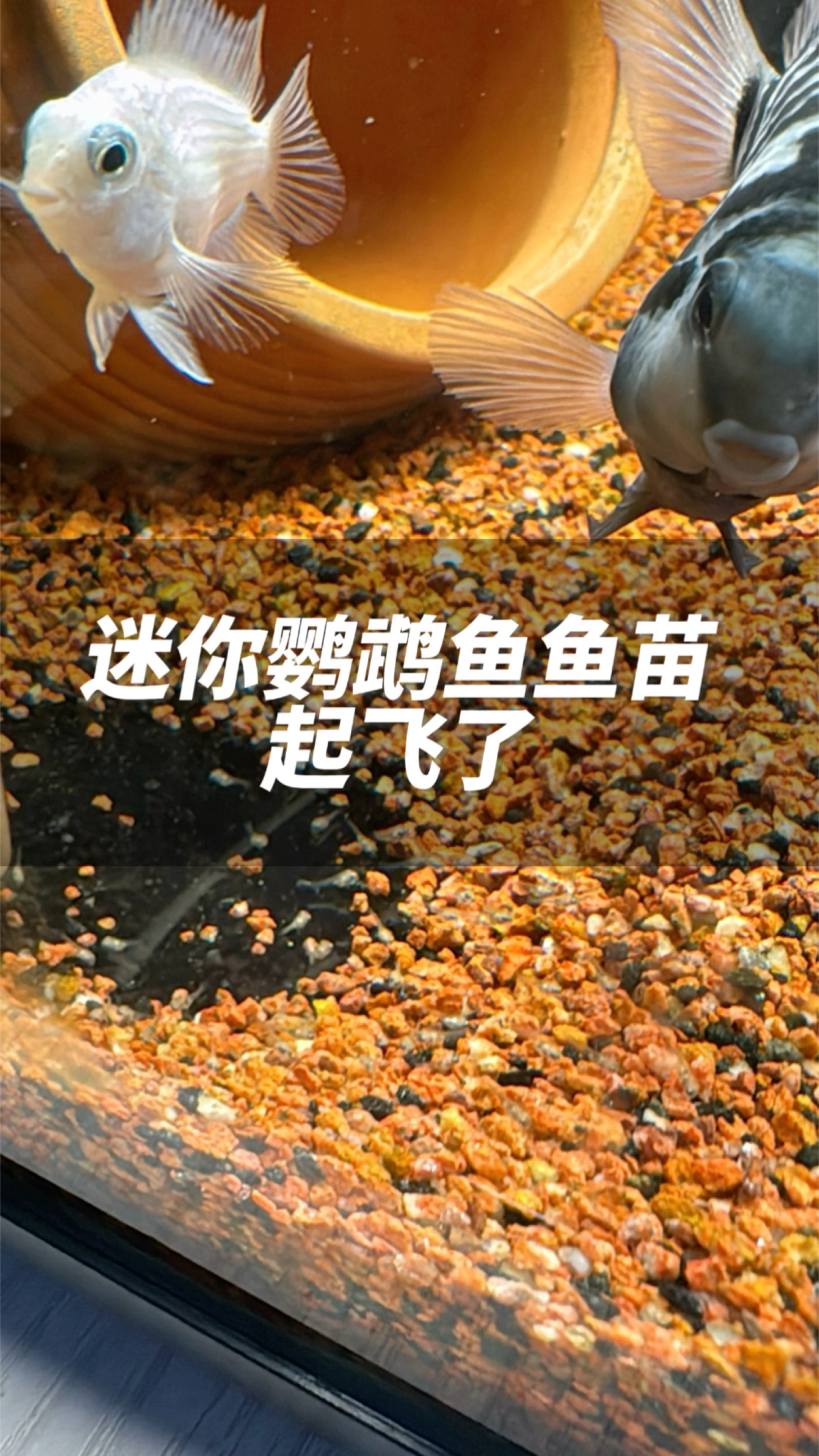 迷你鹦鹉鱼繁殖成功,鱼爸鱼妈带娃的样子太可爱了