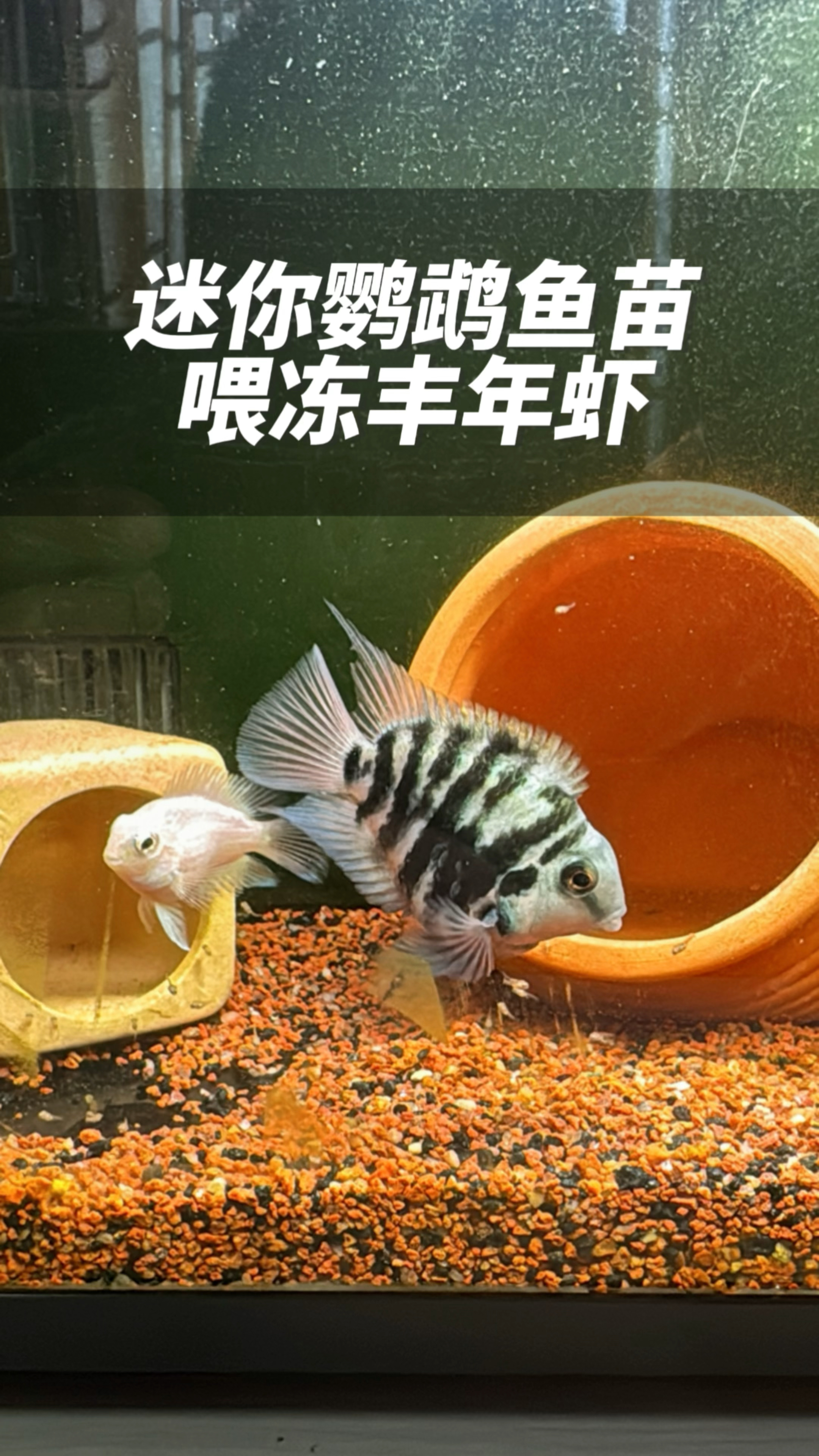 迷你鹦鹉鱼苗喂什么好?冻丰年虾便捷营养又高