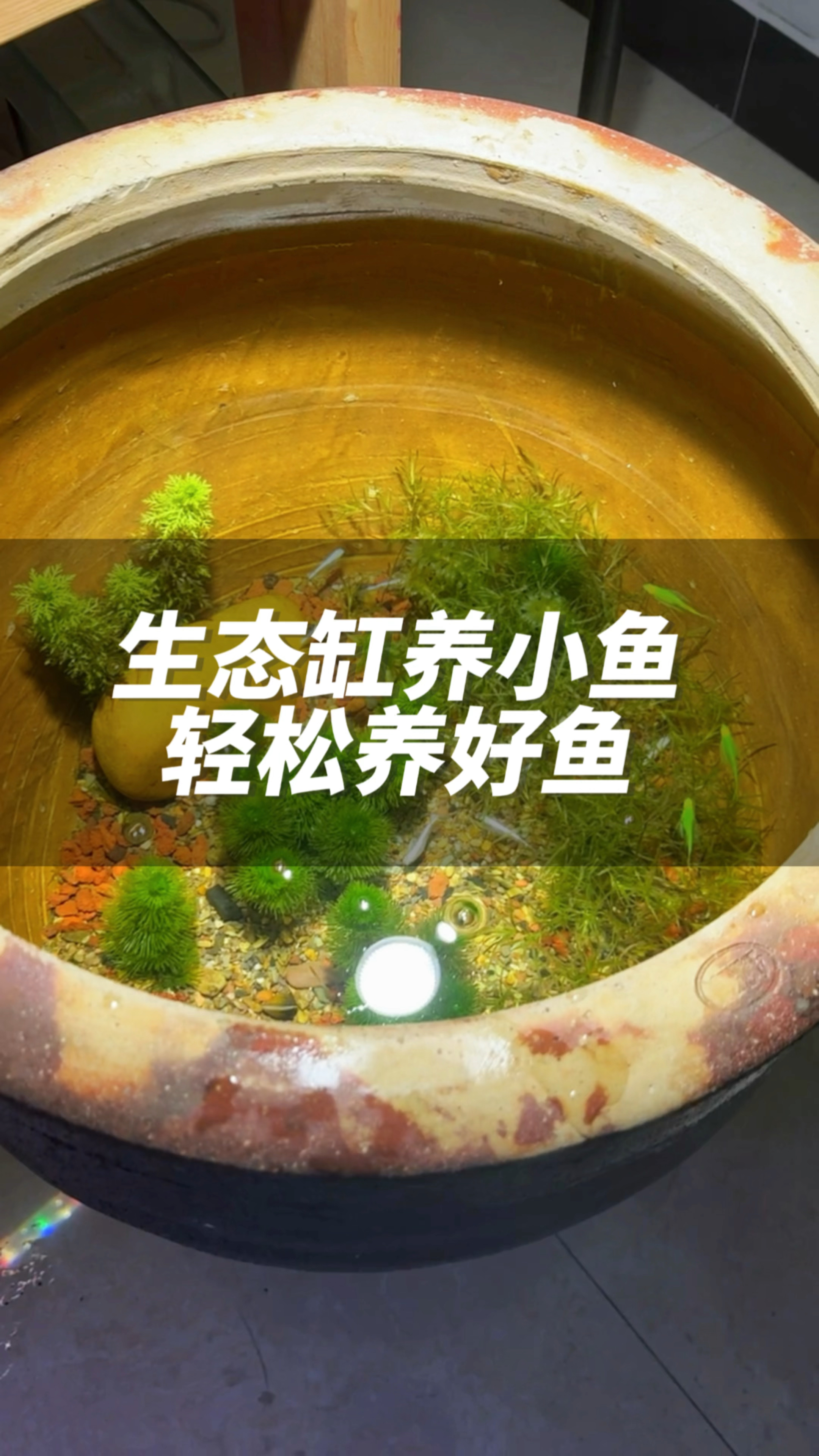 生态缸养小鱼,轻松养好鱼