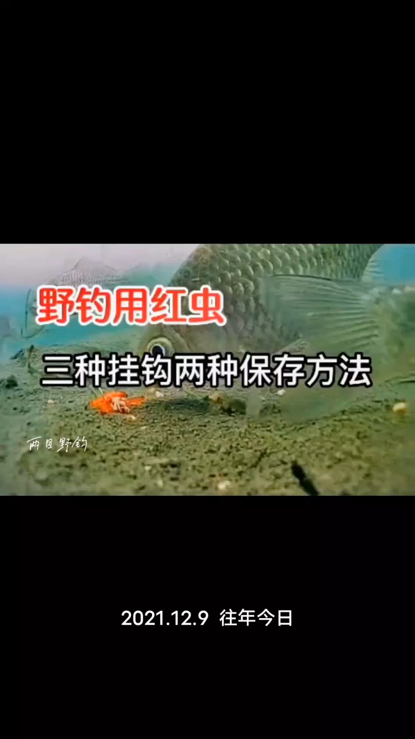 冬季野钓用红虫,挂钩,储存方法