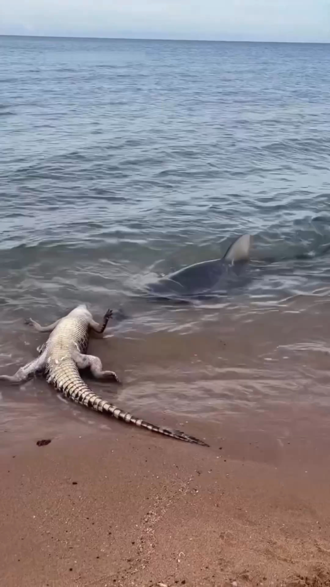 鲨鱼把鳄鱼的尸体拖入水中吃!