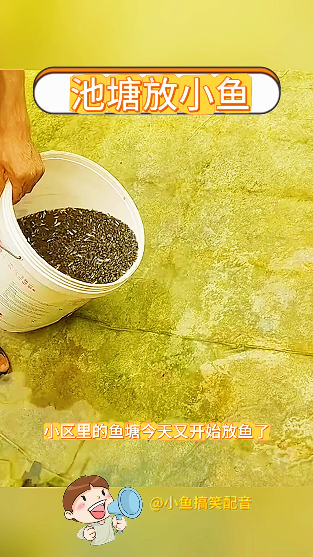 池塘放小鱼,密密麻麻的