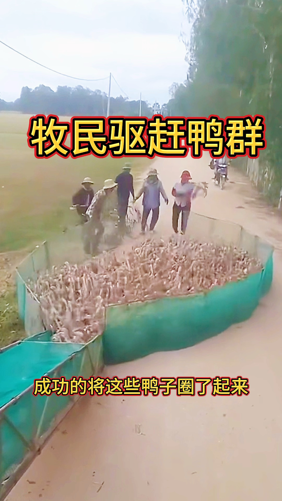 牧民驱赶鸭群,顺利的把鸭群赶上了车