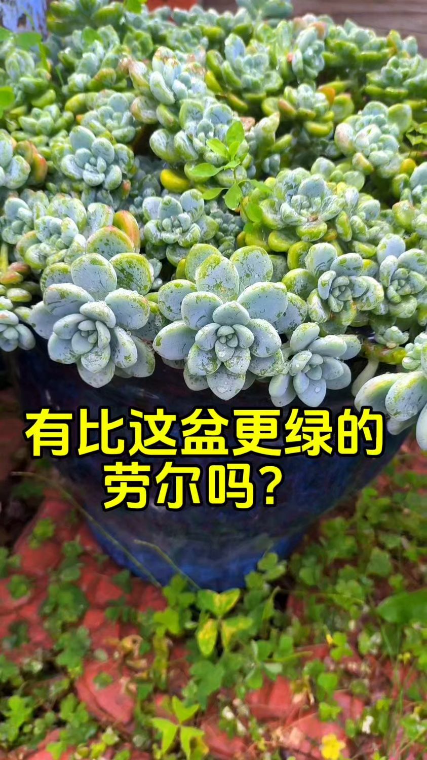 劳尔多肉,绿色也好看
