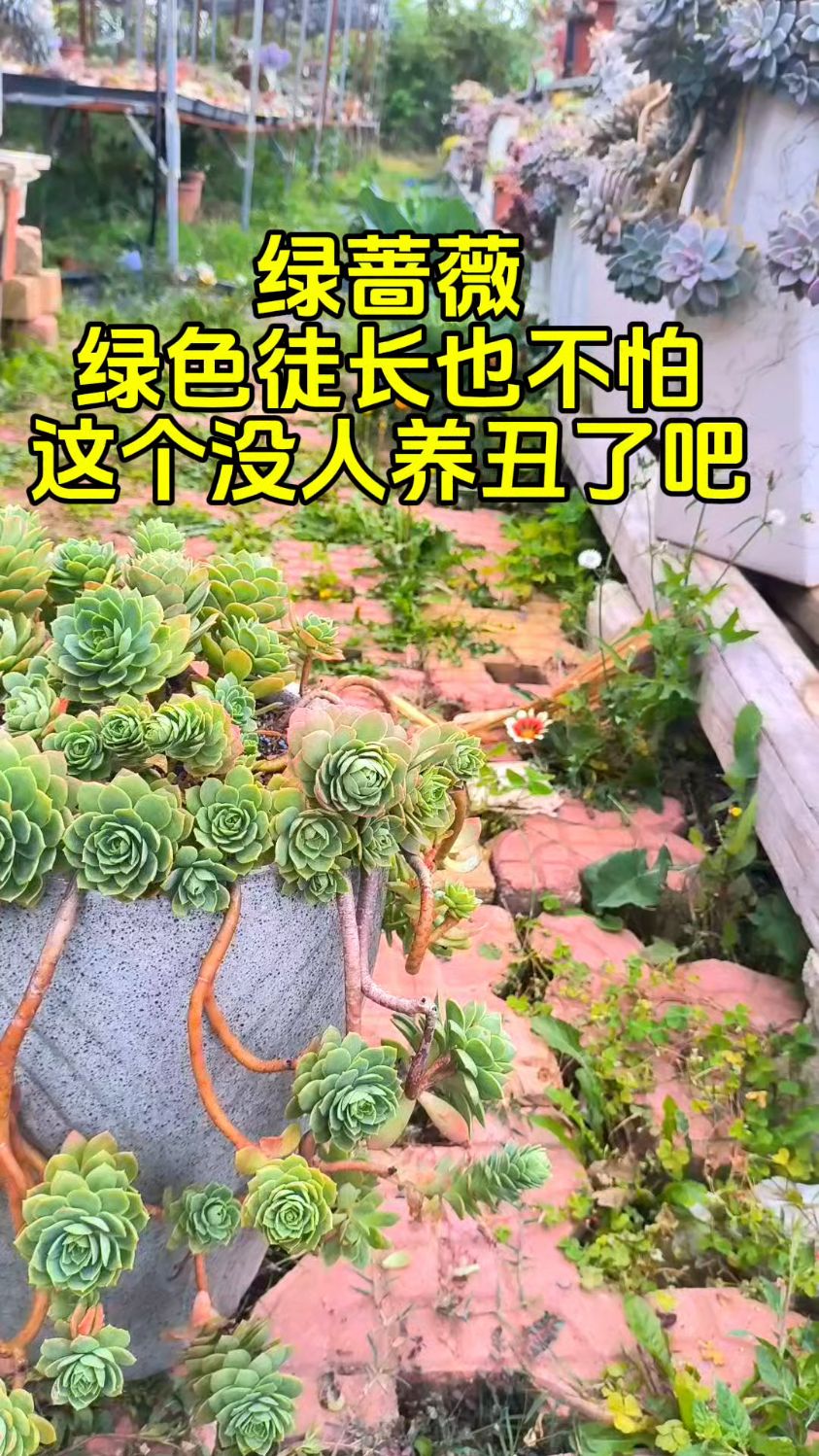 绿蔷薇多肉,不怕徒长不怕绿