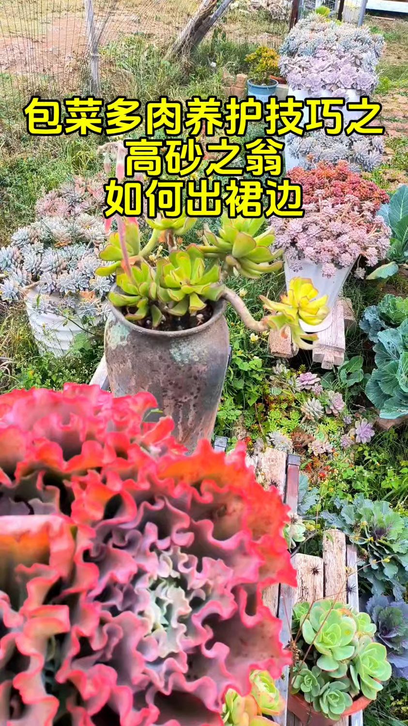 说它是包菜系列最好养的多肉,有没有人反对?