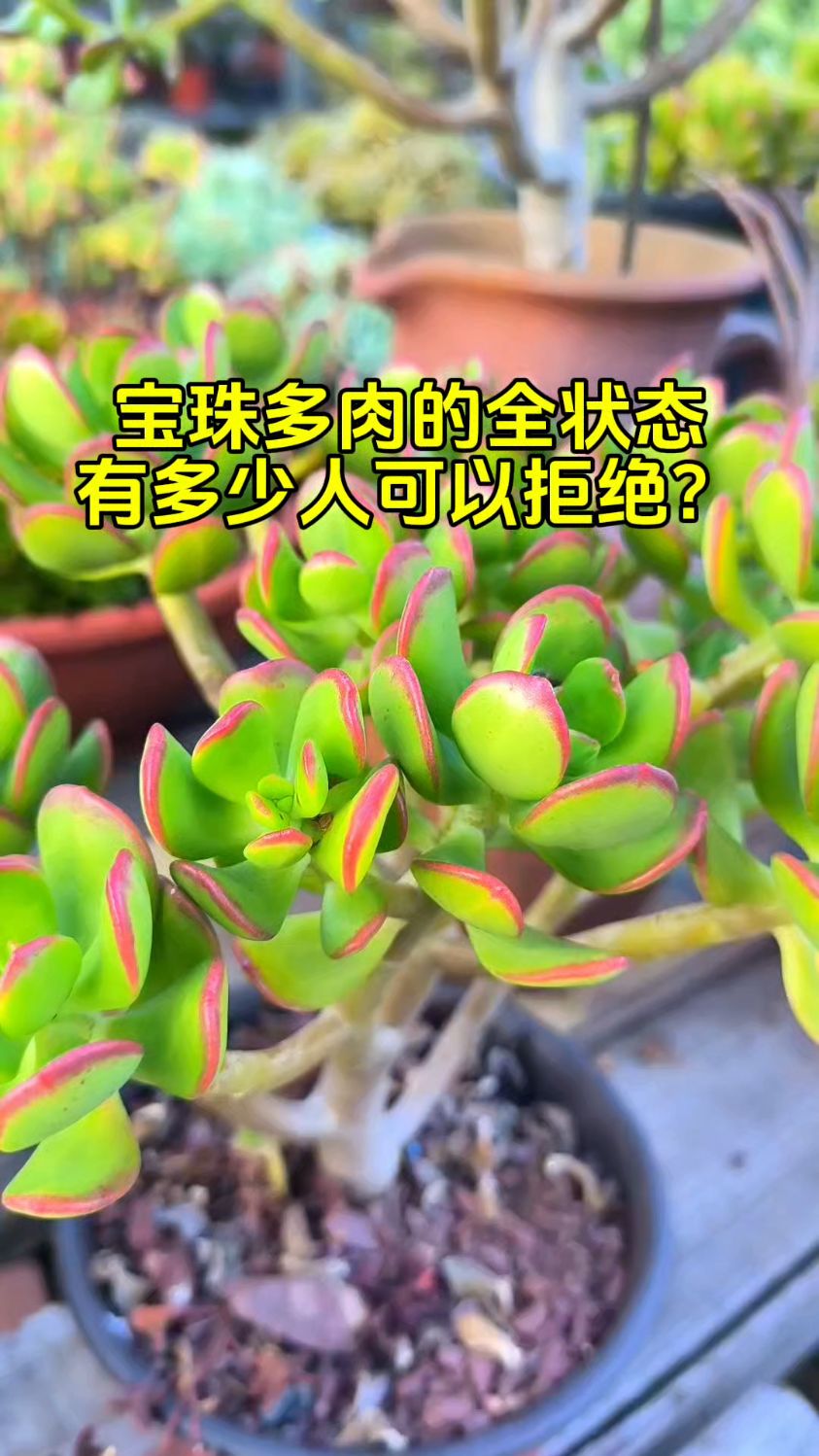 全状态的宝珠多肉植物谁有?来张图!大理还没到上色最佳季节