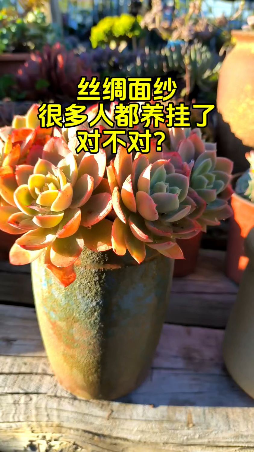 丝绸面纱多肉养护