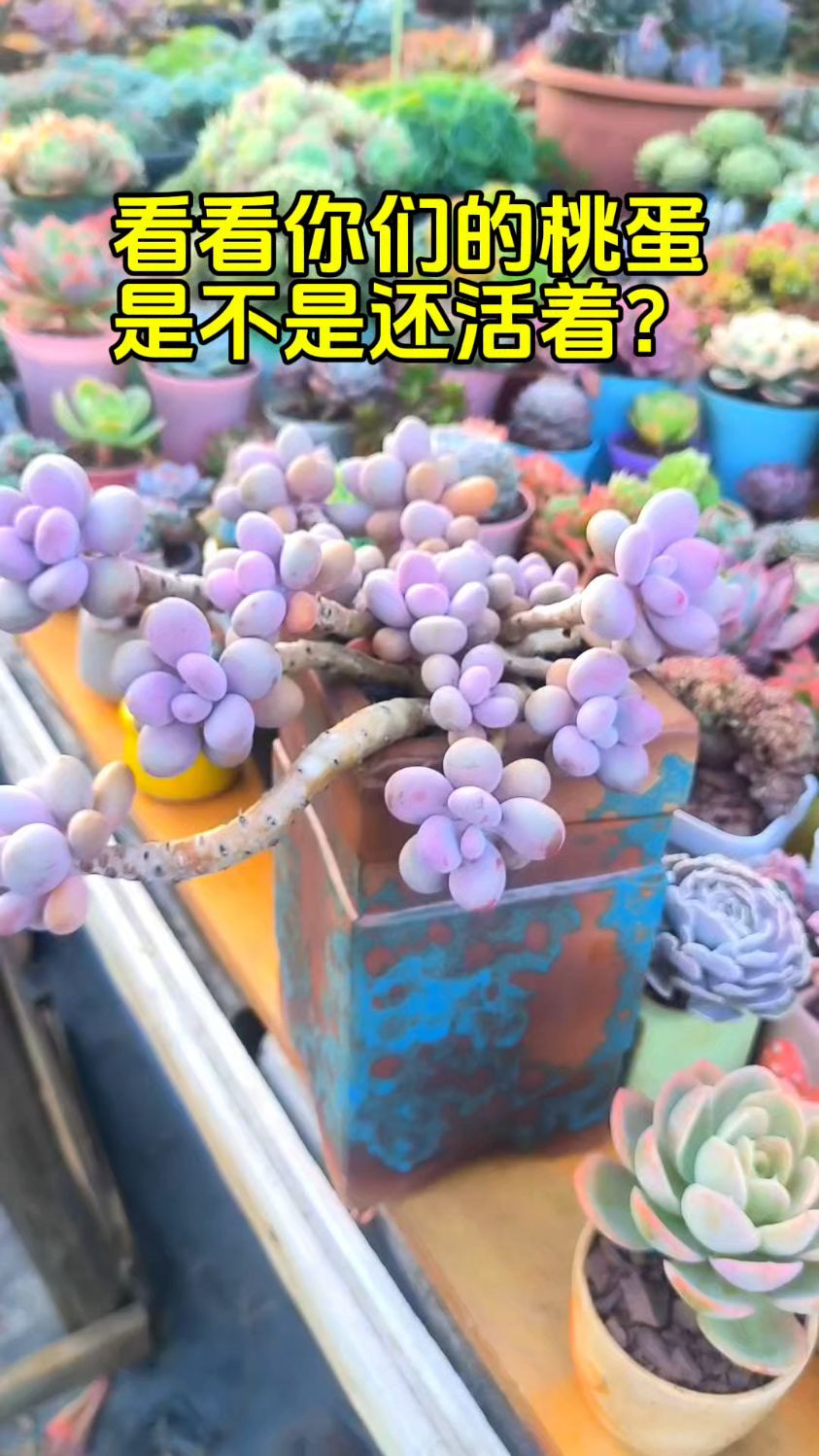 桃蛋多肉,度夏可难了