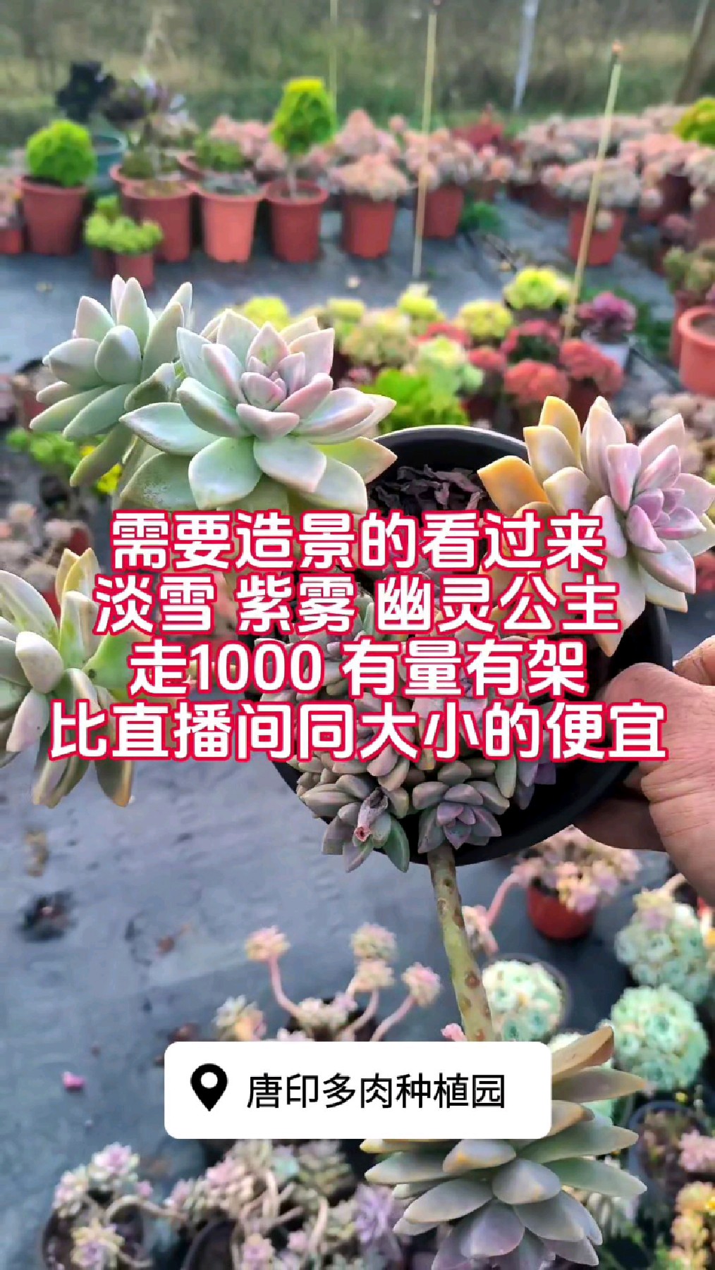 多肉植物造景之王