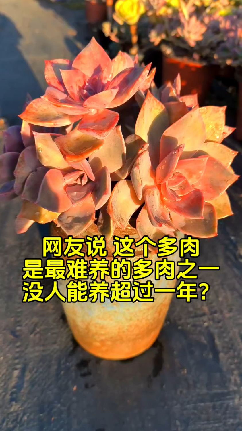 最难度夏的多肉植物?