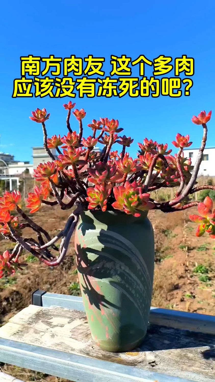 多肉红稚莲,号称“养不死”,轻松拿捏!