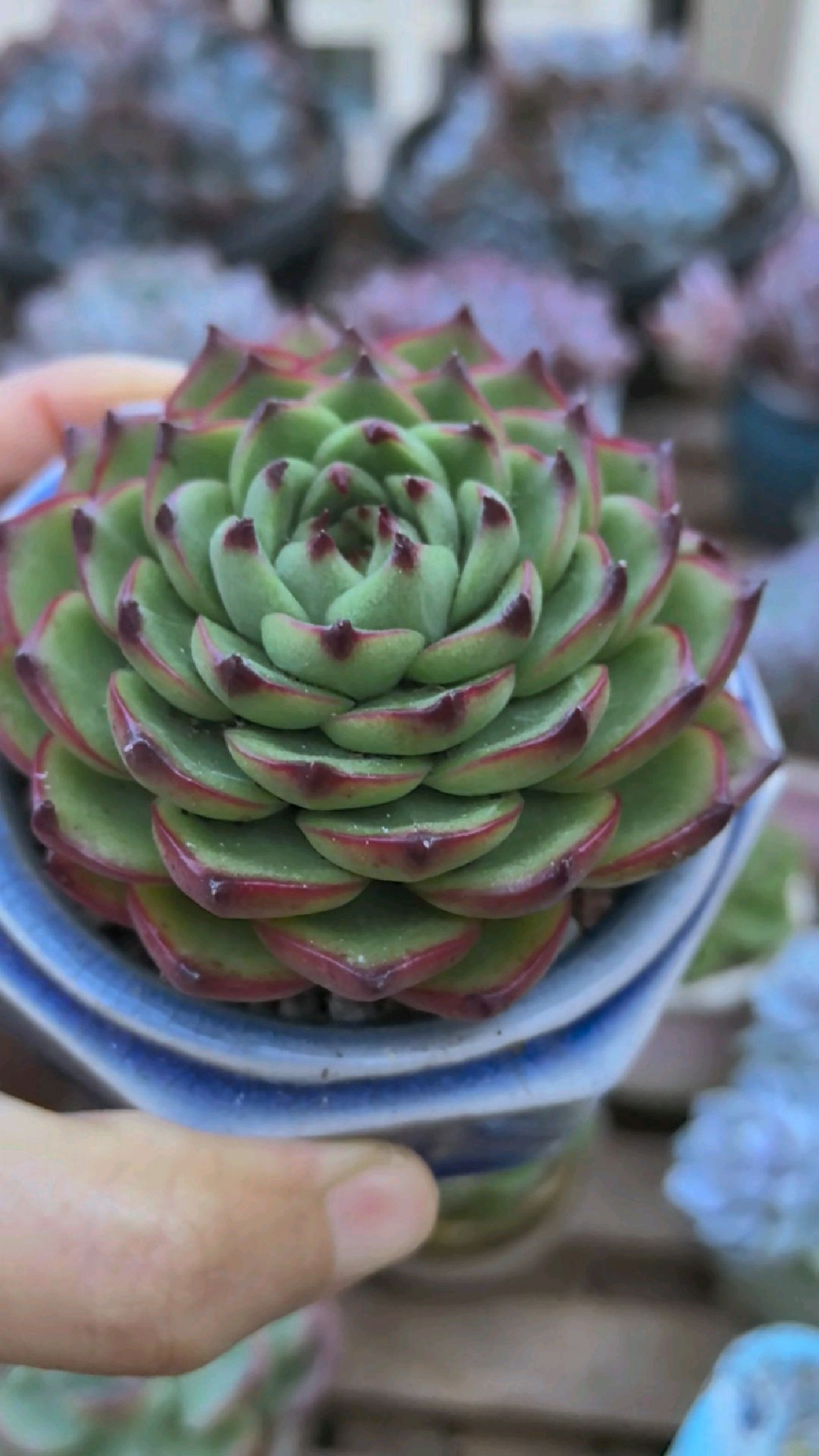 月亮石是一款老品种多肉,标准的莲花座,属于东云系,但皮实好养