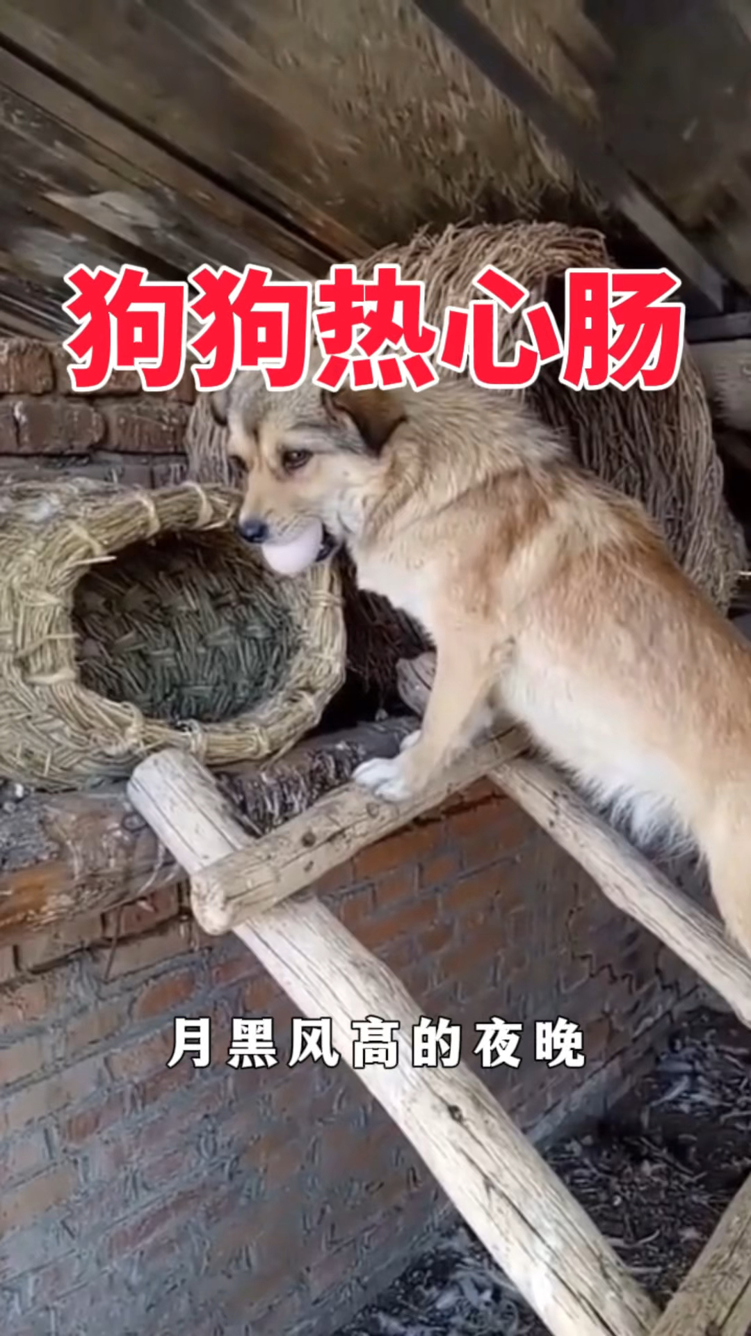 狗狗是个热心肠,帮助小母鸡孵蛋!