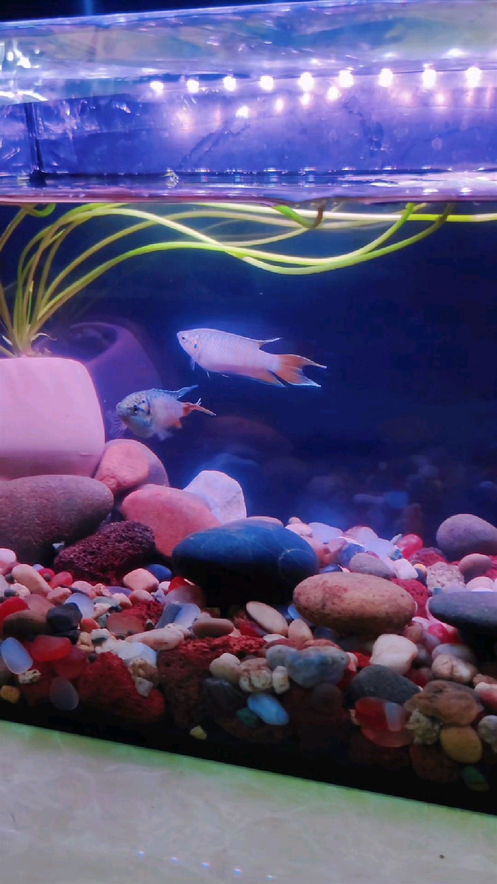 新手开缸养中国斗鱼