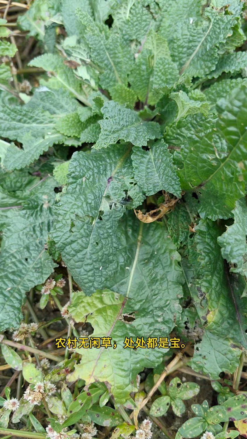 你的家乡还有荔枝草吗?这种草已经很稀有了,居然还有这些作用