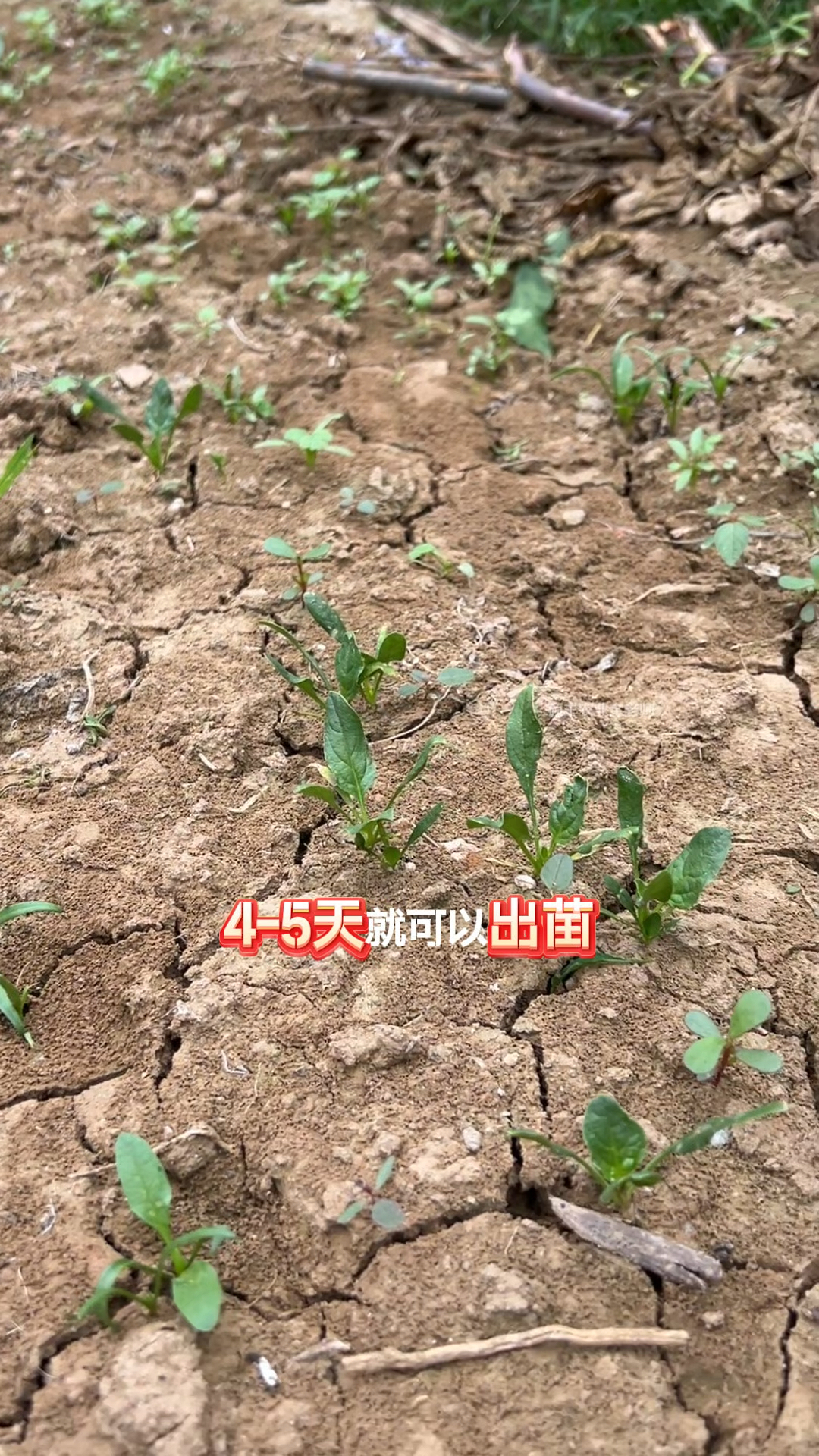 活动的趴地菠菜怎么种植?方法来啦!