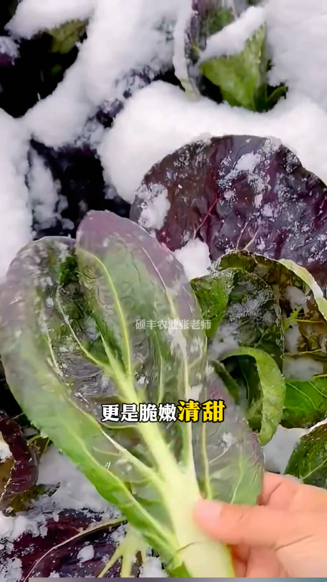 大雪天还能生长的紫油菜你还没种吗?