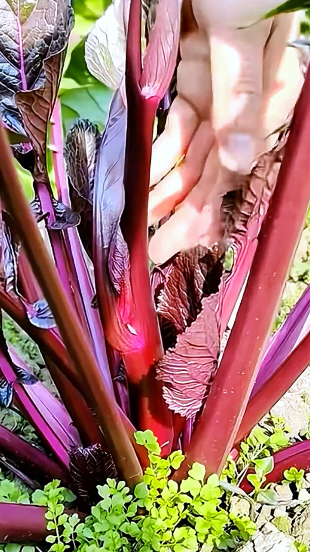 紫菜苔掐了还能继续生长!