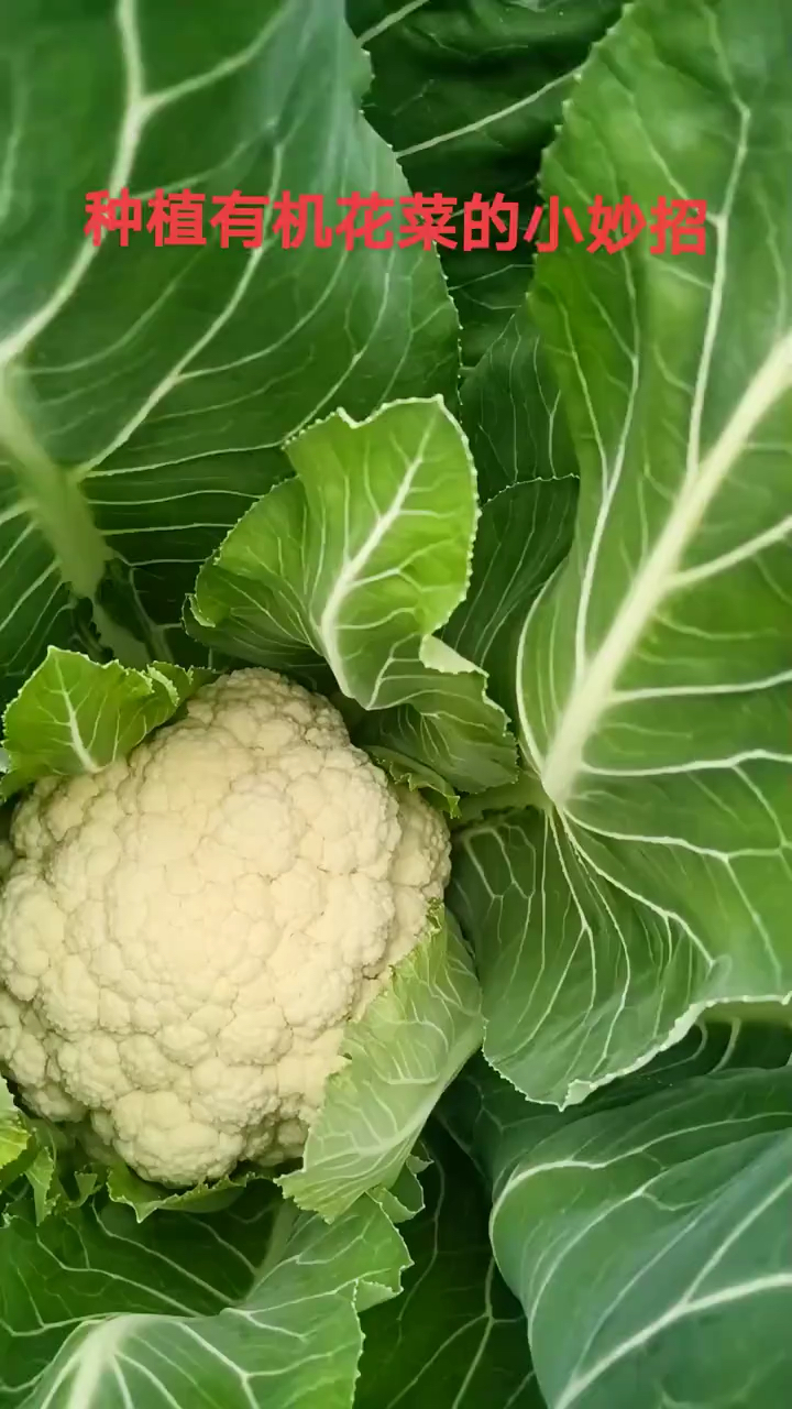 有机花菜种植有技巧!