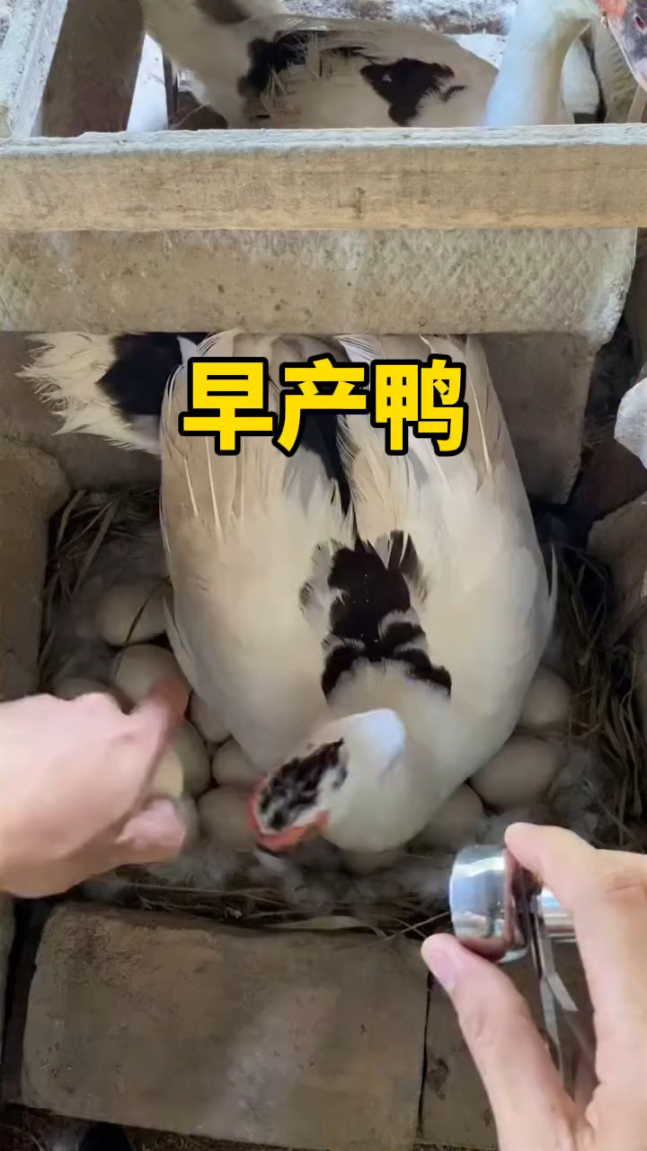 这算不算是早产鸭。