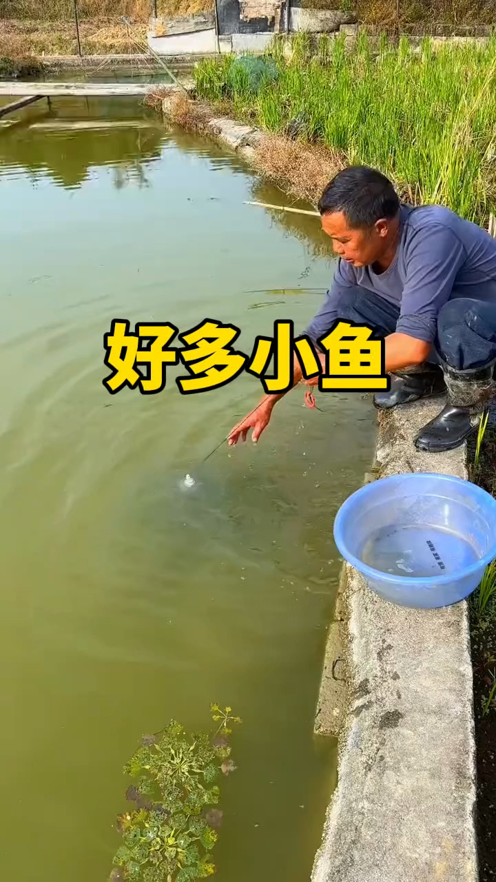 一网捞上来全是小鱼。