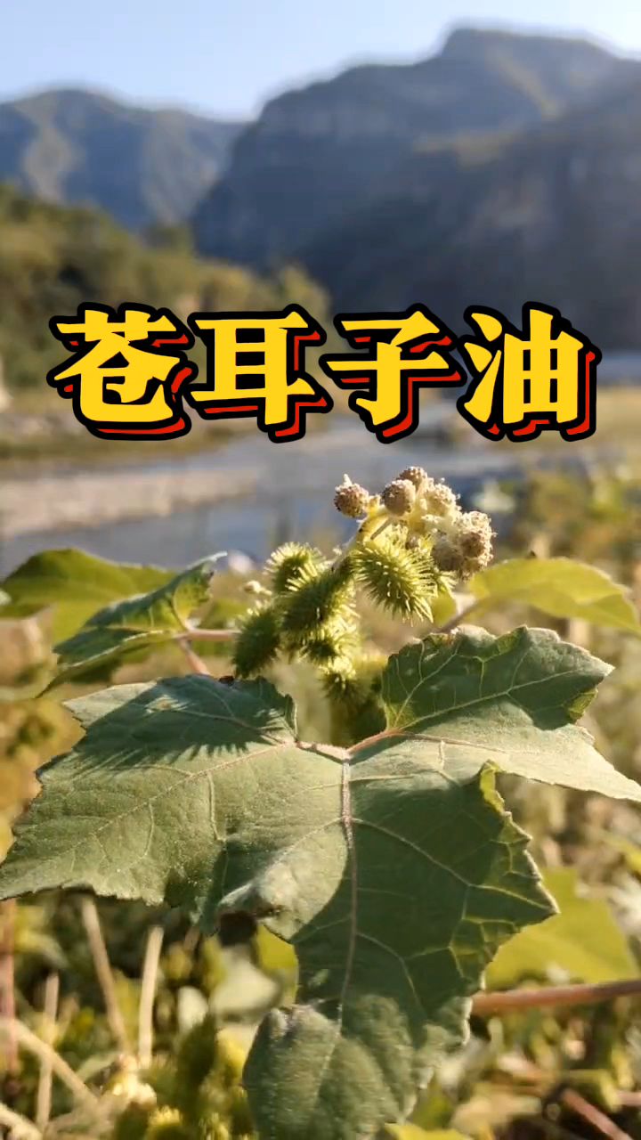 小时候鼻子不舒服,外婆就给我做苍耳子油