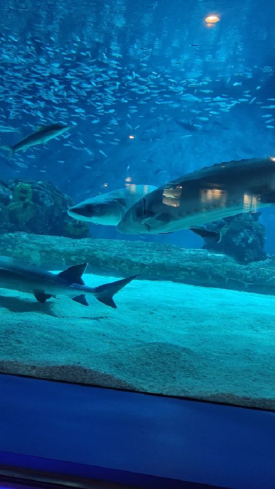 北京动物园海洋馆鲨鱼