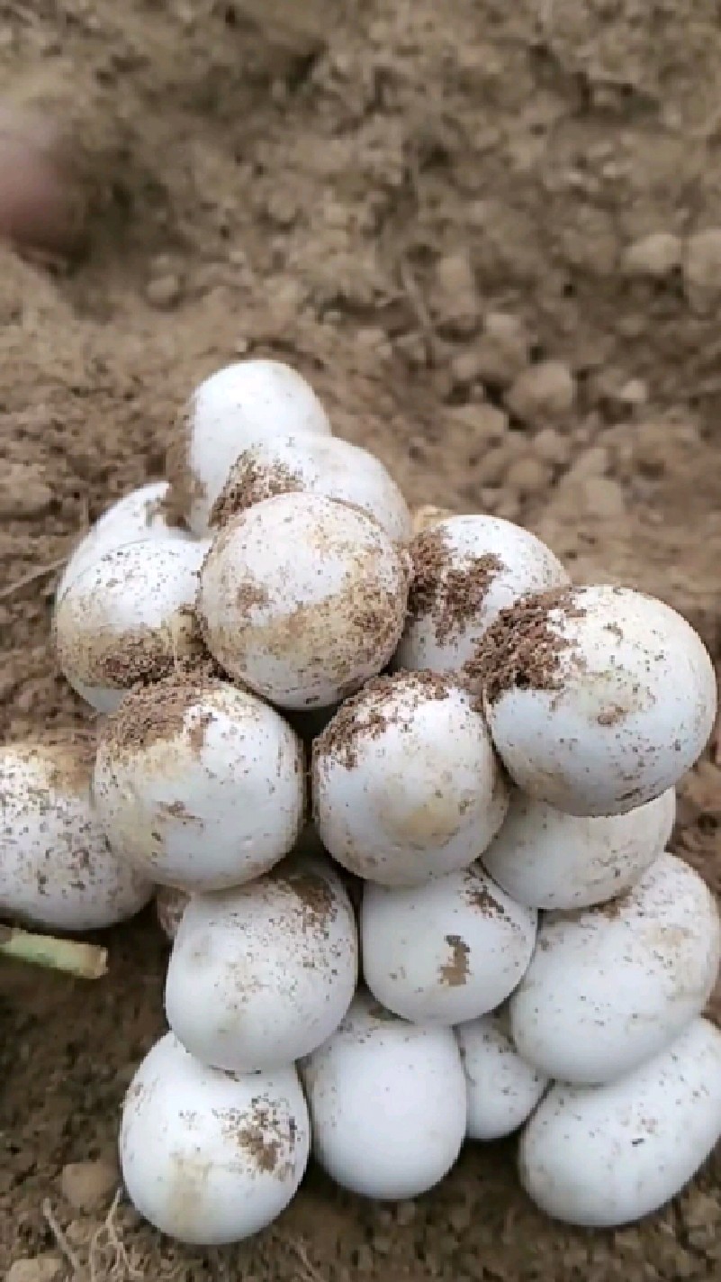 地里挖出一大坨蛋,这是什么蛋有人认识吗?