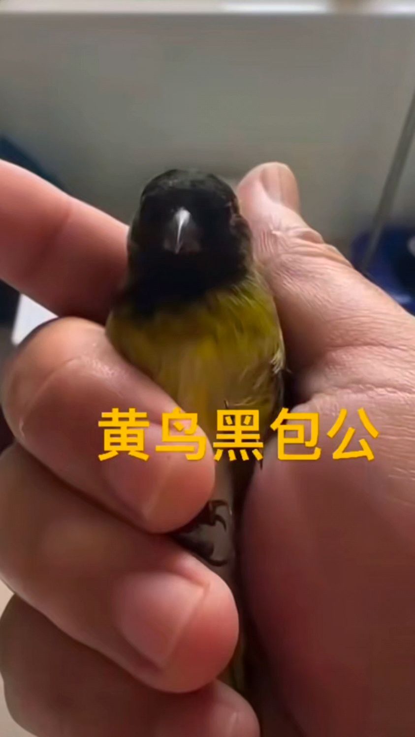 黄雀品相之麻头通眉棍尾,你认为什么样的黄雀好呢